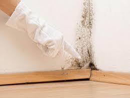 Mold Odor Removal Services in Hamburg, IA